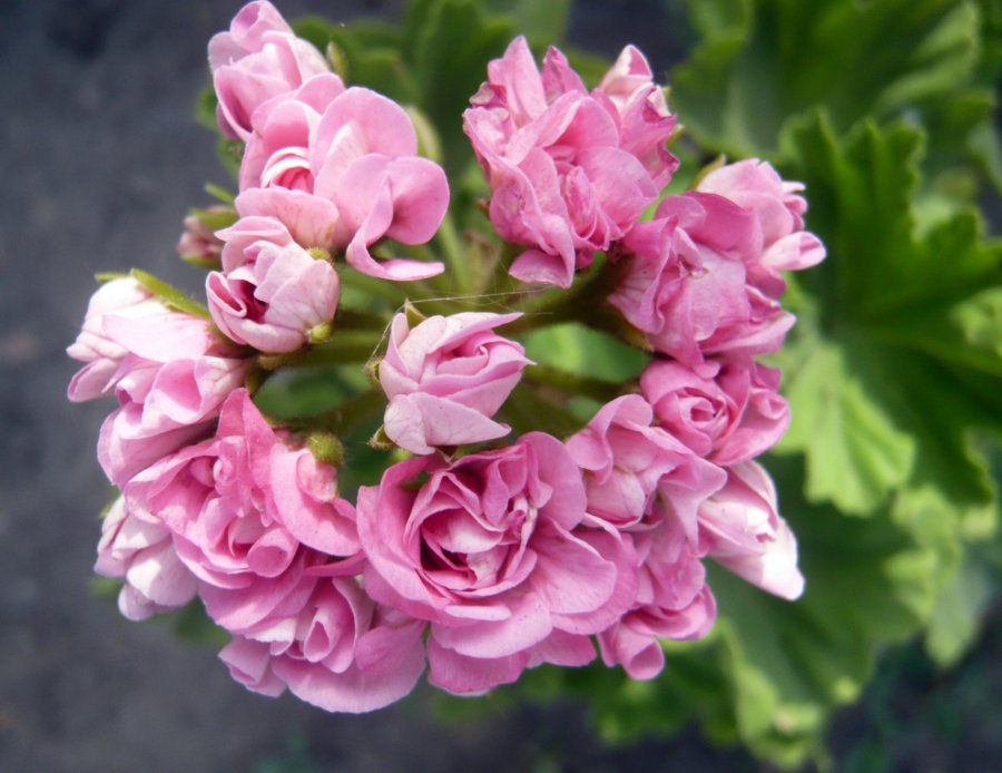 Пеларгония пинк розебуд фото и описание